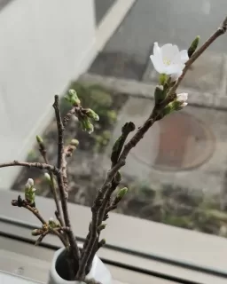 窓辺に置いた桜の剪定枝。
このところの陽気で花を咲かせてくれたようです。

#2026年春
#桜のある風景 
#春の陽気
#剪定枝