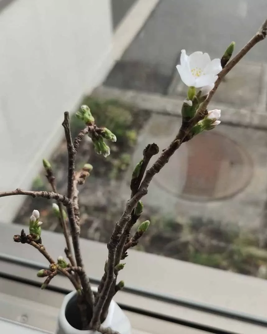 窓辺に置いた桜の剪定枝。
このところの陽気で花を咲かせてくれたようです。

#2026年春
#桜のある風景 
#春の陽気
#剪定枝